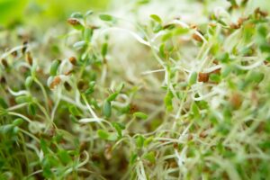 Pea shoots Go With Your Gut